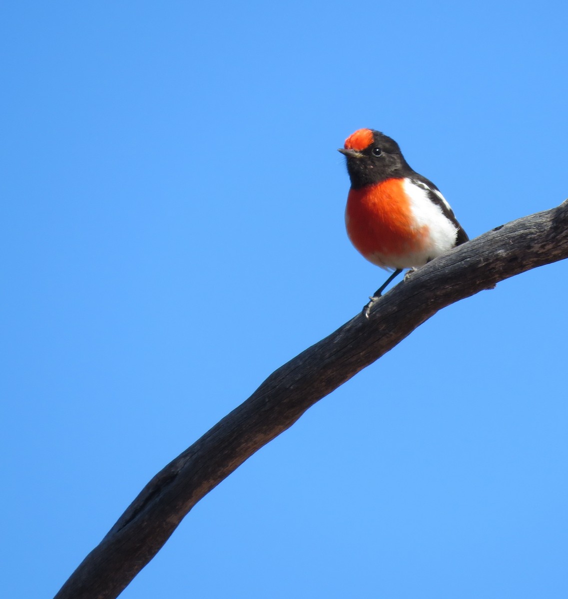 Red-capped Robin - ML620162882