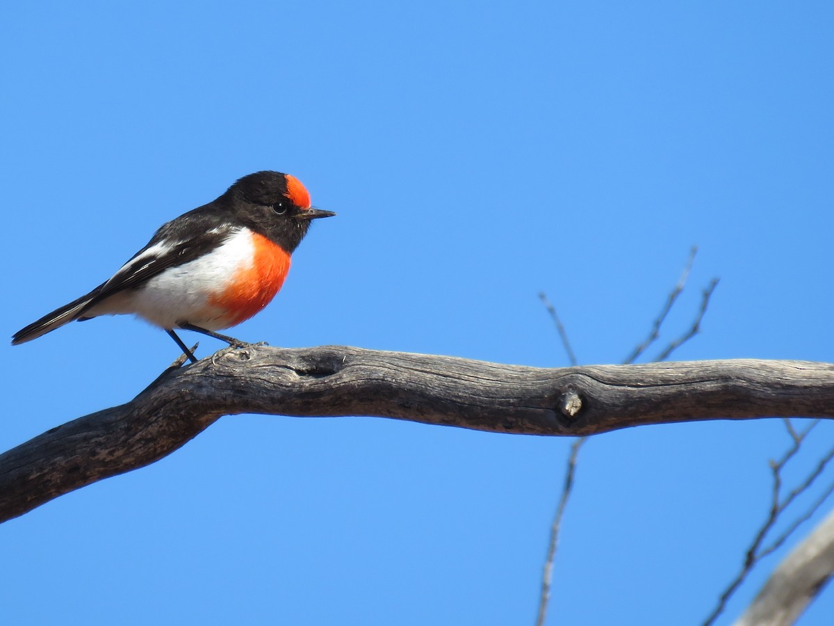 Red-capped Robin - ML620162885