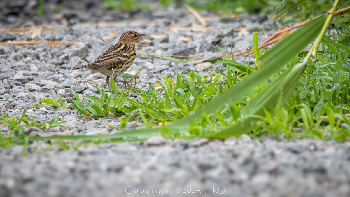 Pechora Pipit - ML620162886