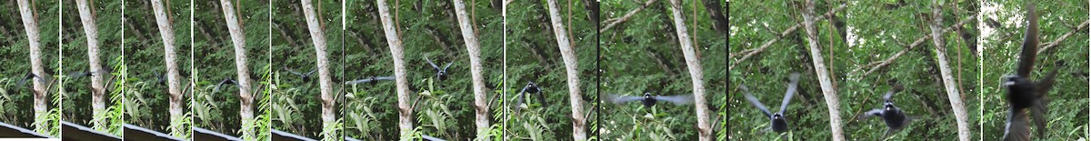 Greater Racket-tailed Drongo - ML620162896