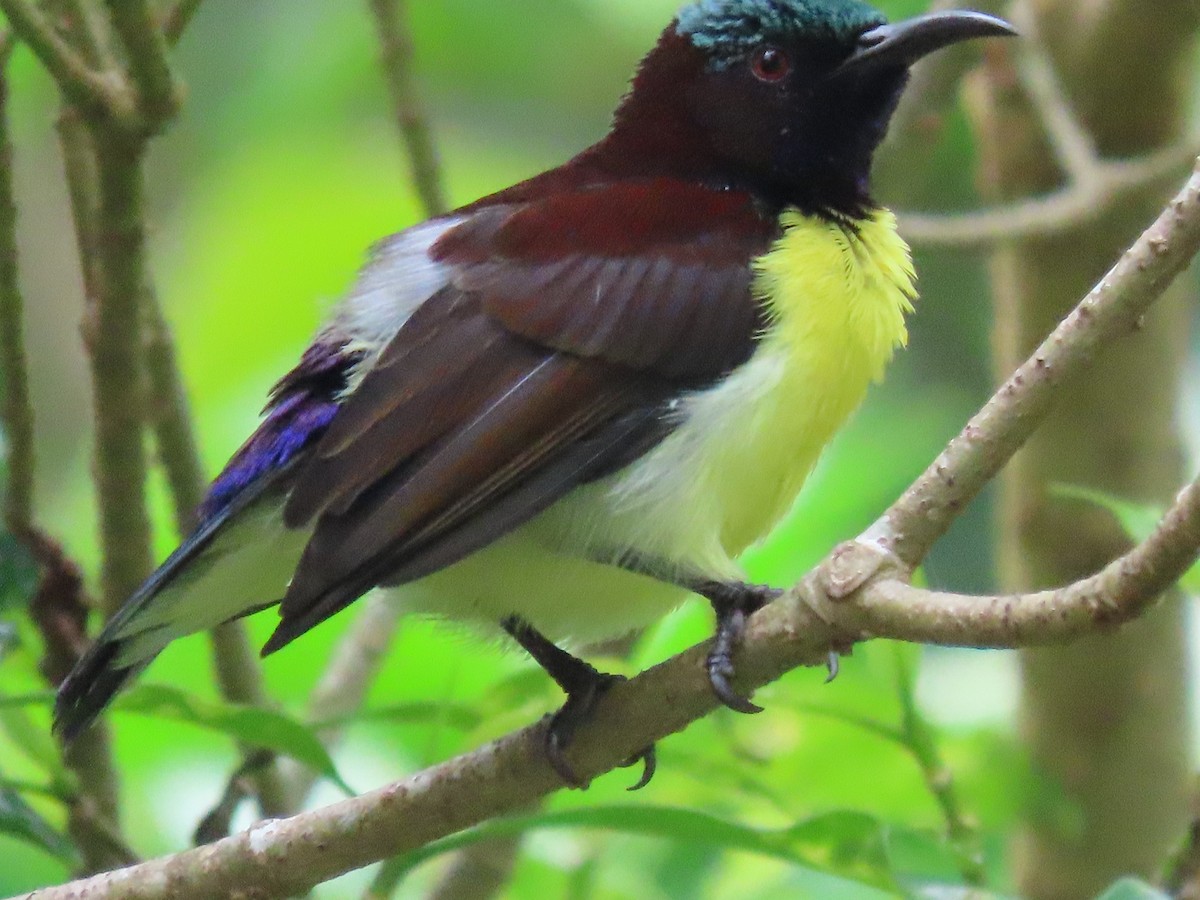 Purple-rumped Sunbird - Sreekumar Chirukandoth