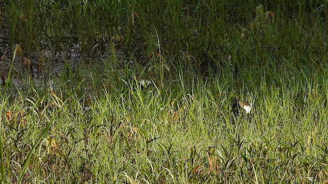 Pheasant-tailed Jacana - ML620162917