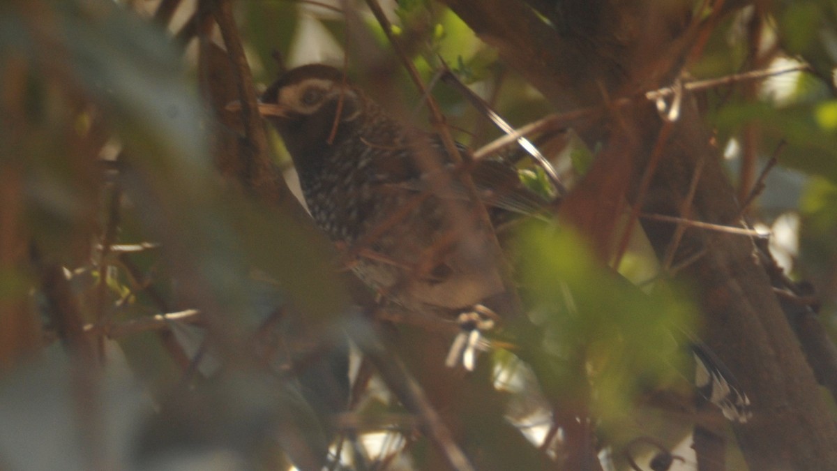 Spotted Laughingthrush - ML620162935