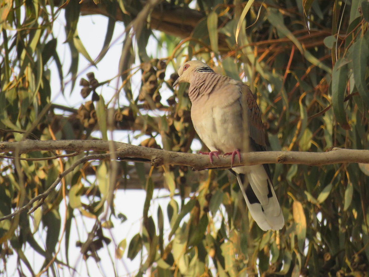 European Turtle-Dove - ML620162951