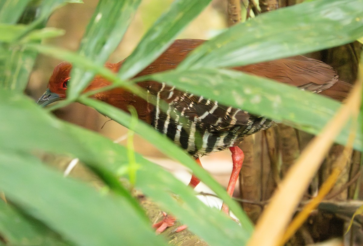 紅腳秧雞 - ML620162955