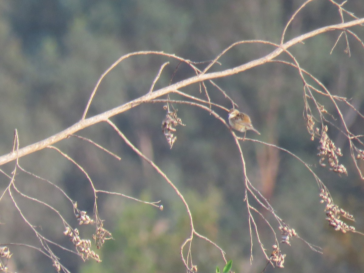 Zitting Cisticola - Natalia Rojas Estévez