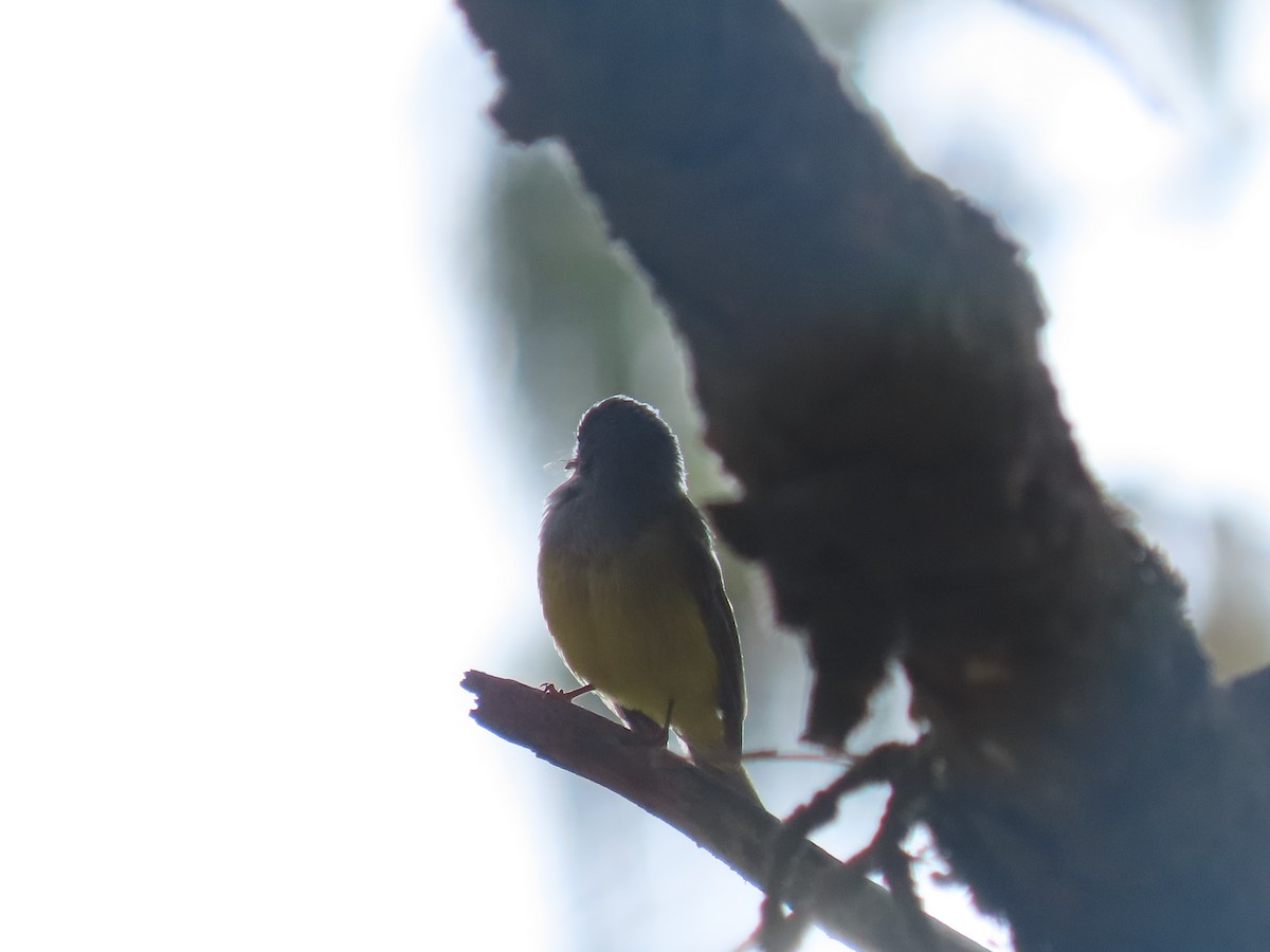 Gray-headed Canary-Flycatcher - ML620162970