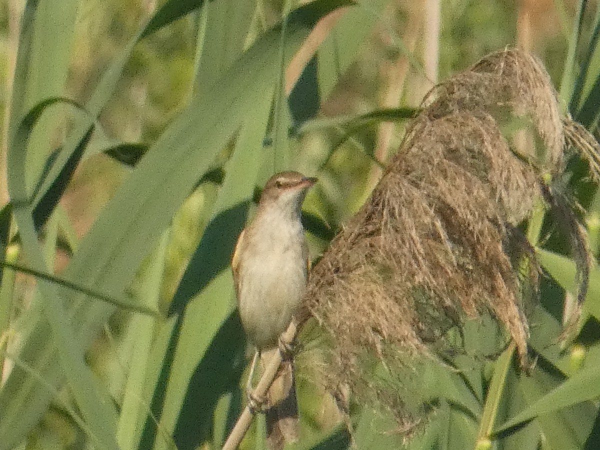 Great Reed Warbler - ML620162972