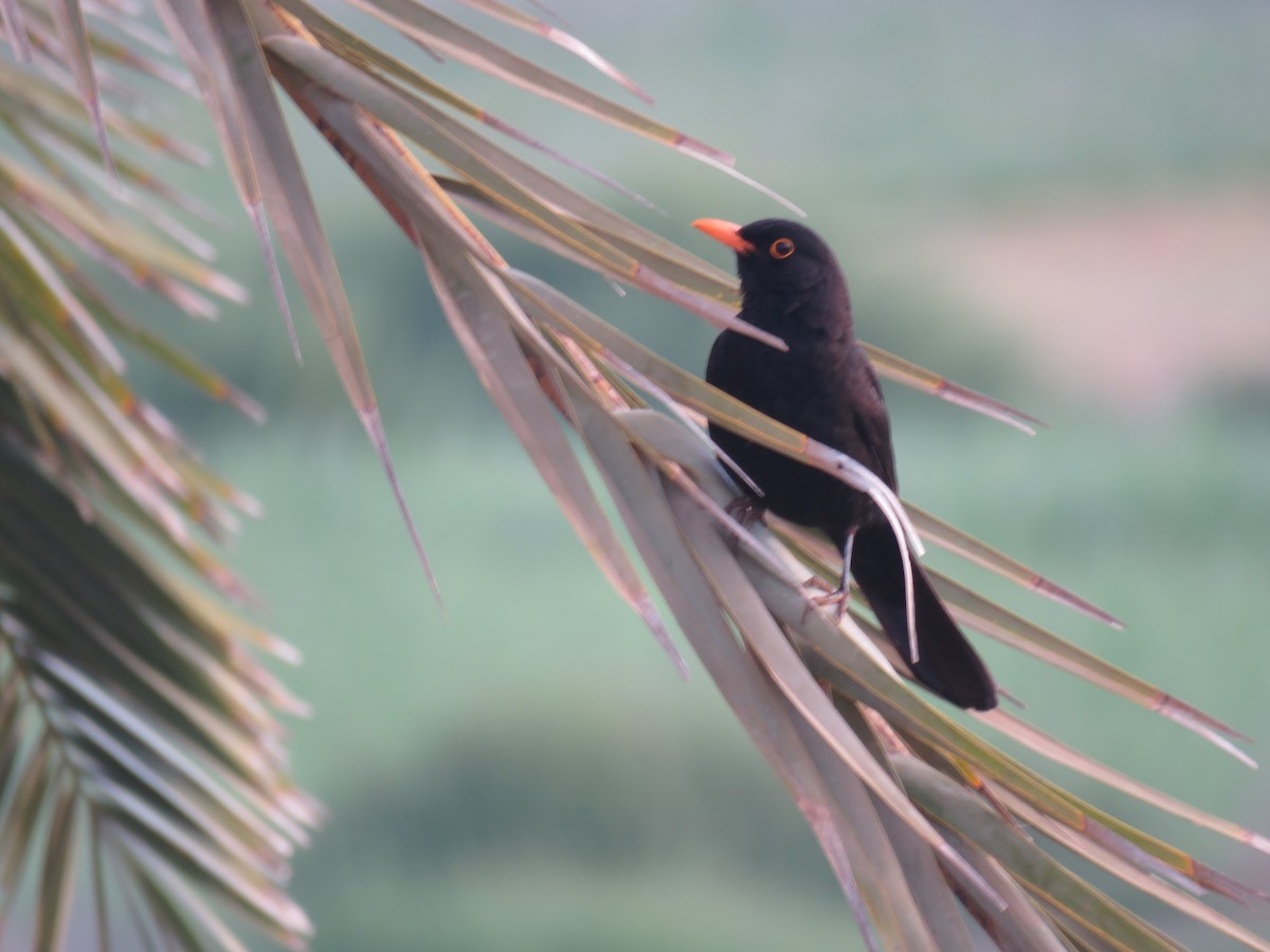 Eurasian Blackbird - ML620162985