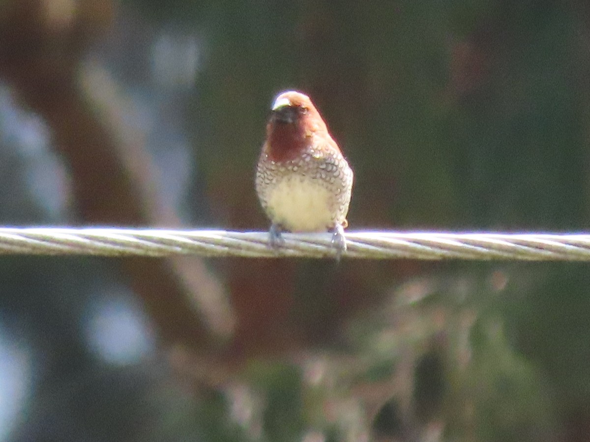 Scaly-breasted Munia - ML620162993