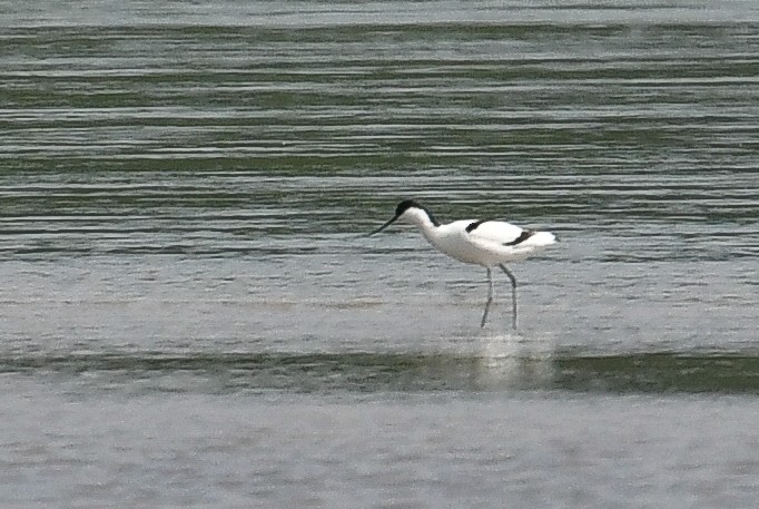 Avocette élégante - ML620163003