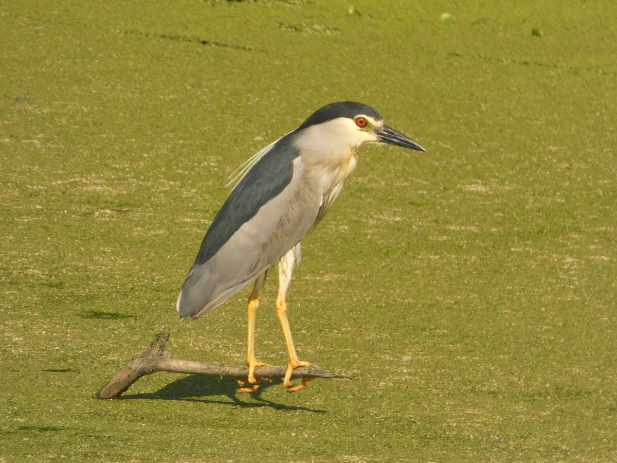 Black-crowned Night Heron - ML620163021