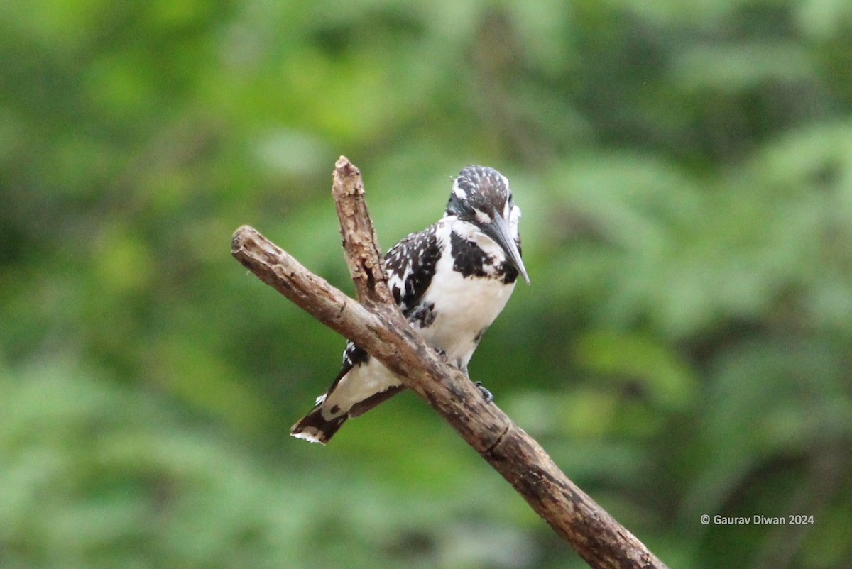 Pied Kingfisher - ML620163048