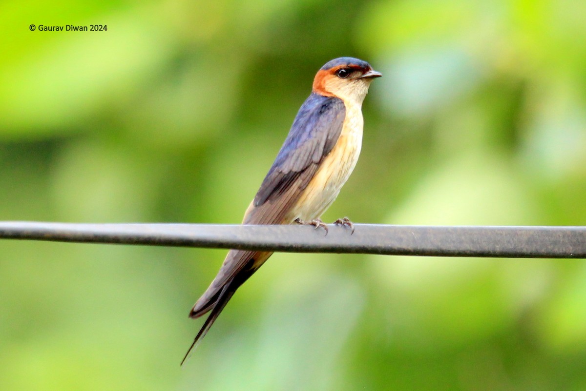 Red-rumped Swallow - ML620163053