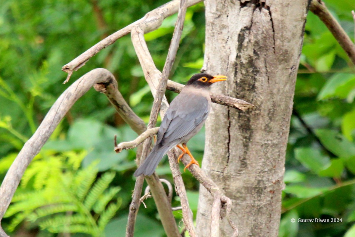 Indian Blackbird - ML620163057