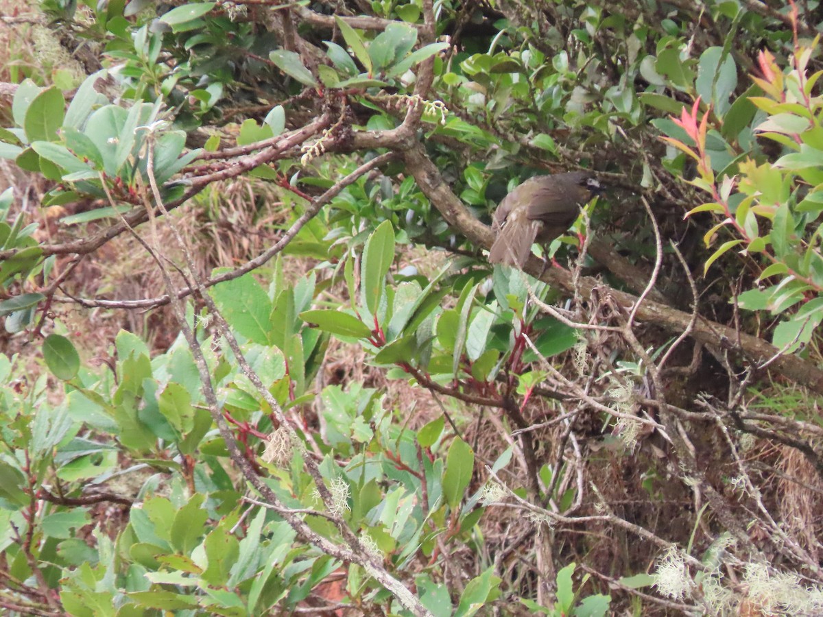 Nilgiri Laughingthrush - ML620163065