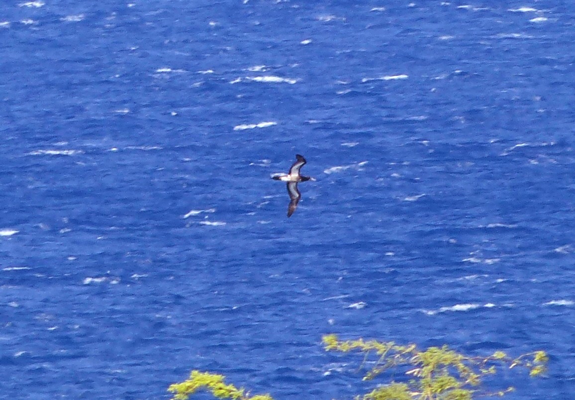 Brown Booby - ML620163073