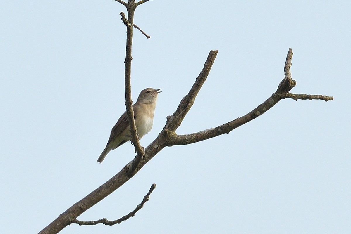 Garden Warbler - ML620163084