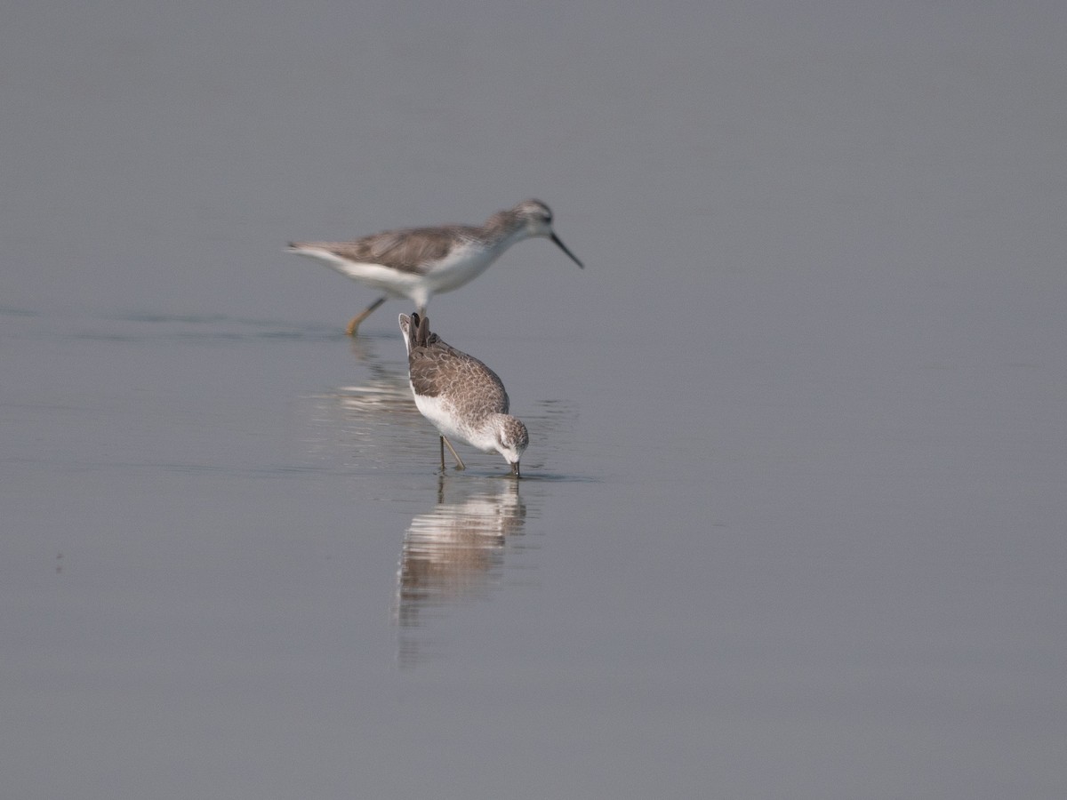 Teichwasserläufer - ML620163085