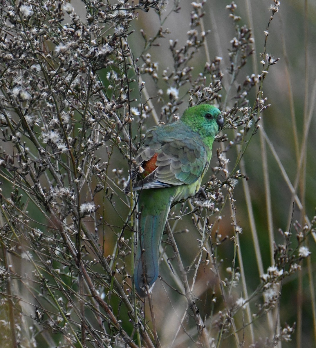 Red-rumped Parrot - ML620163114