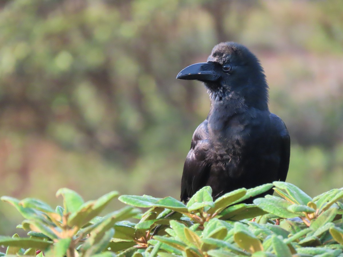 Large-billed Crow - ML620163135