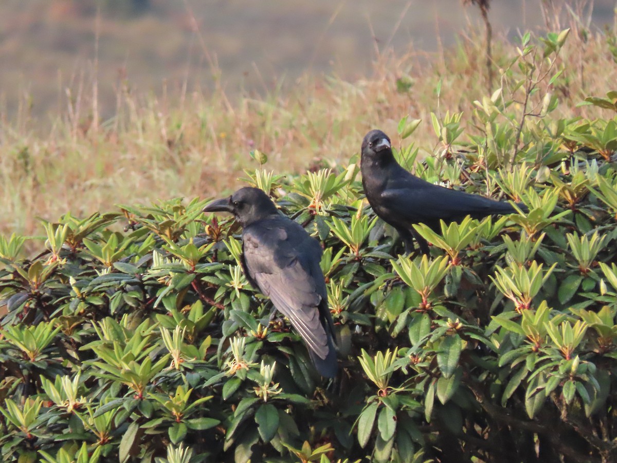 Large-billed Crow - ML620163136