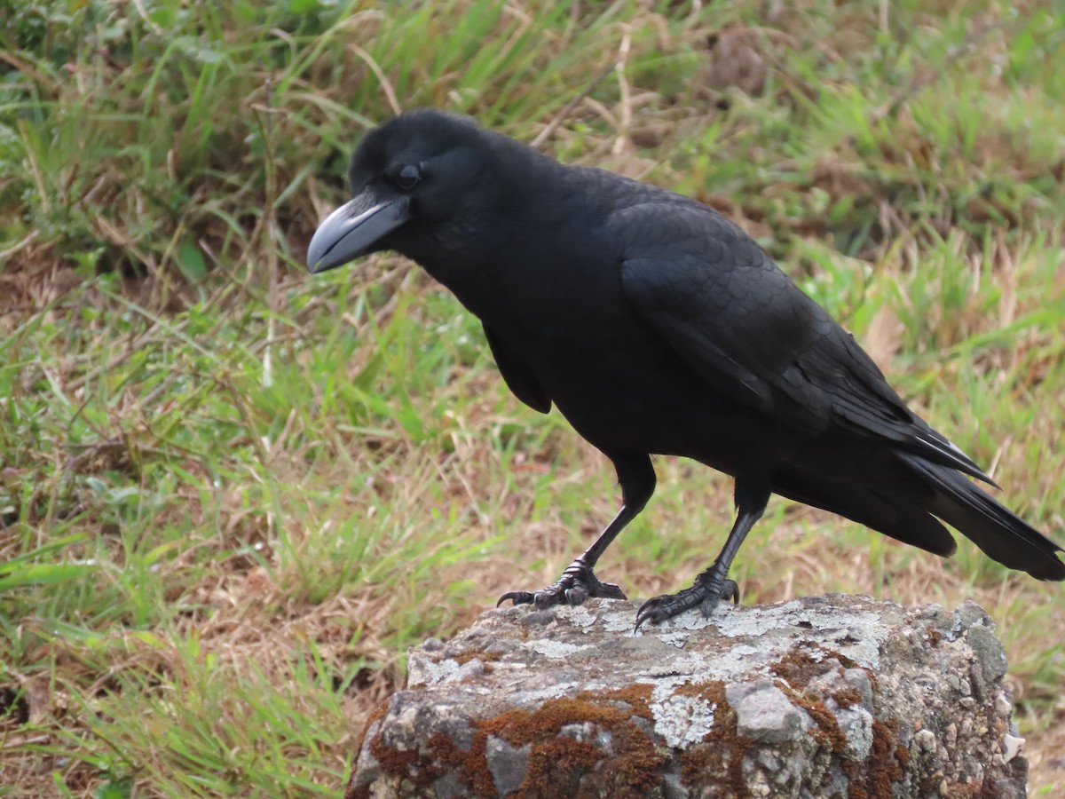 Large-billed Crow - ML620163137
