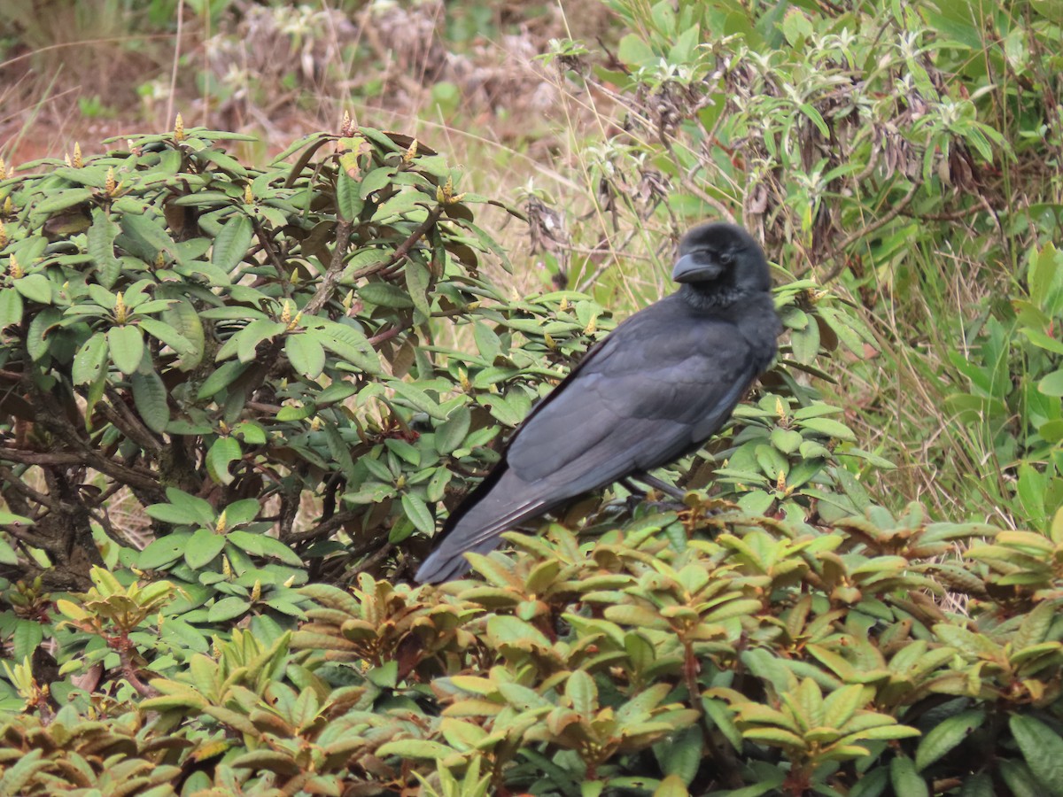 Large-billed Crow - ML620163138