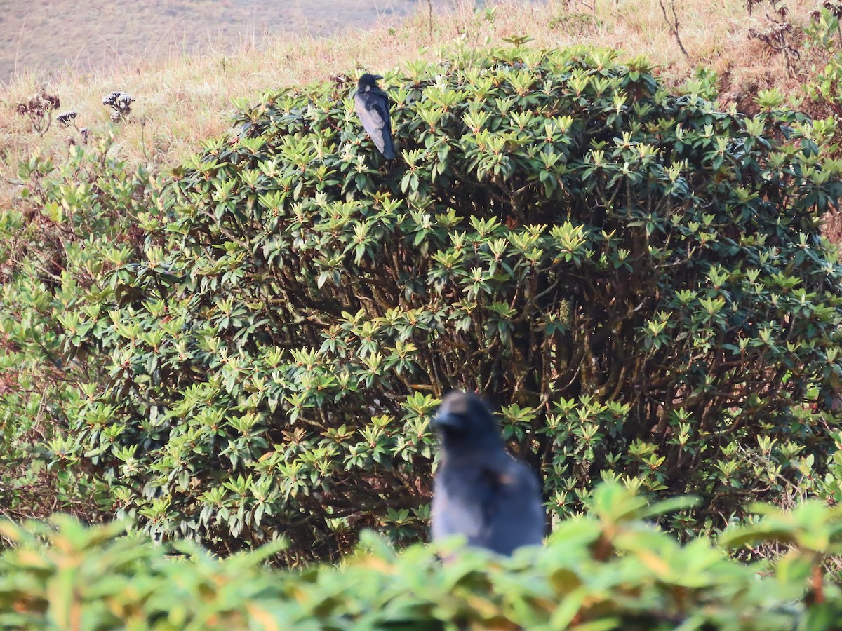Large-billed Crow - ML620163139