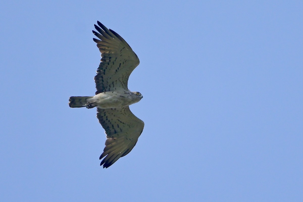 Circaète Jean-le-Blanc - ML620163144