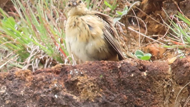 Bisbita de Los Nilgiri - ML620163165