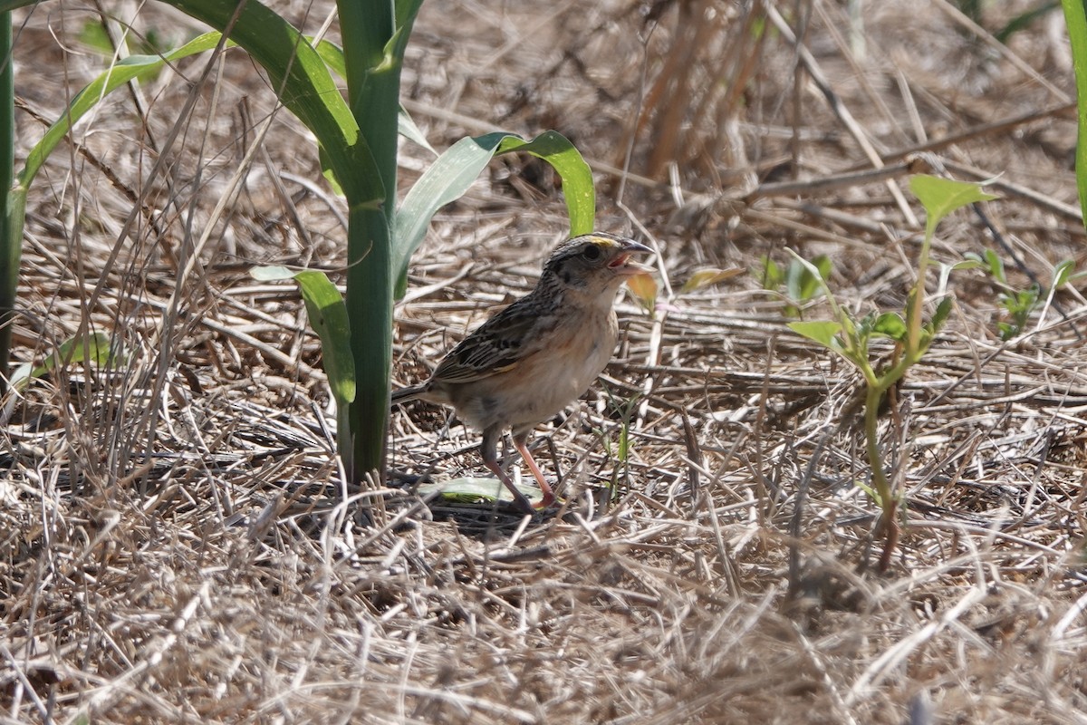 Grasshopper Sparrow - ML620163167
