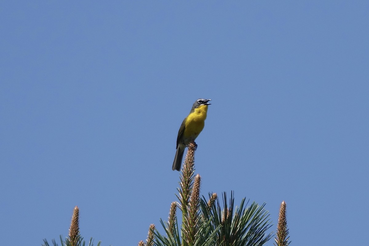 Yellow-breasted Chat - ML620163168