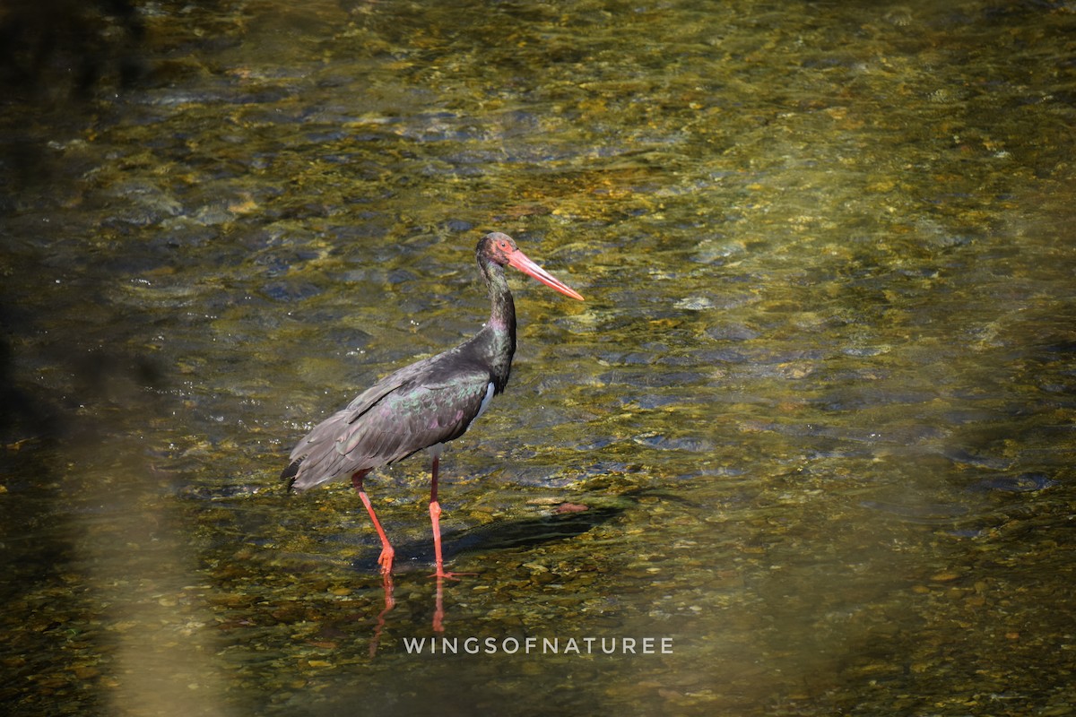 Black-necked Stork - ML620163183