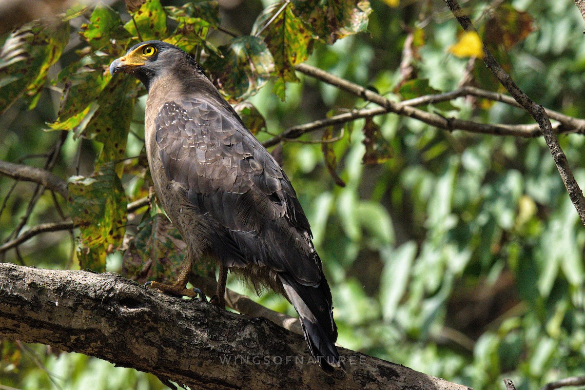Crested Serpent-Eagle - ML620163184