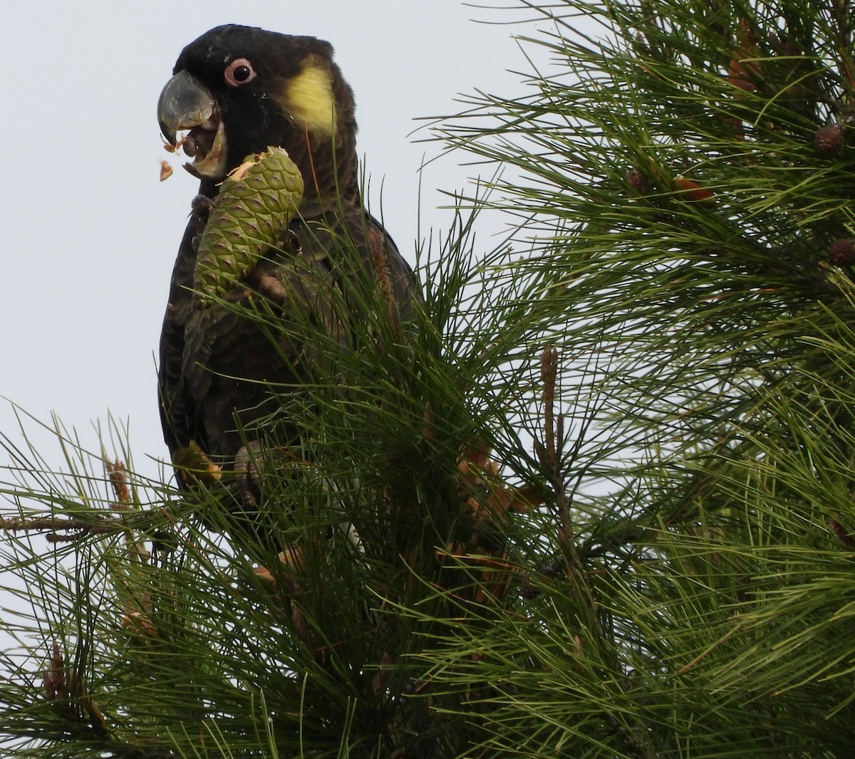 Yellow-tailed Black-Cockatoo - ML620163190