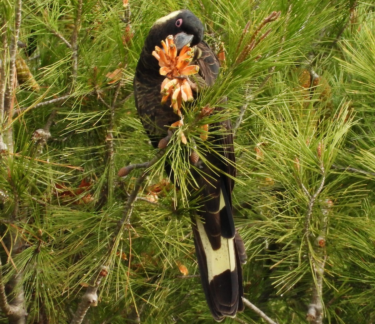 Yellow-tailed Black-Cockatoo - ML620163191