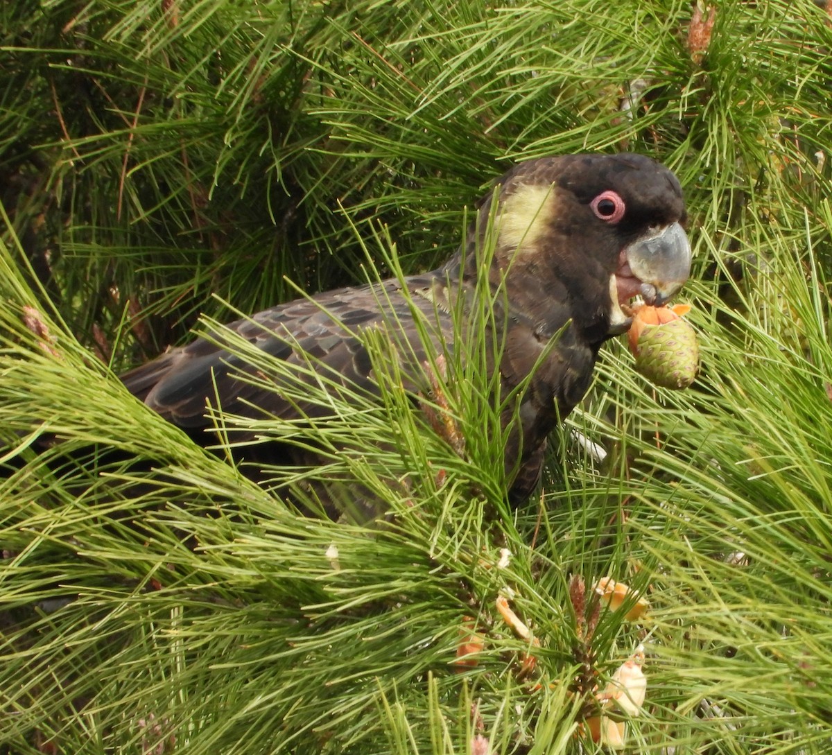 Yellow-tailed Black-Cockatoo - ML620163192