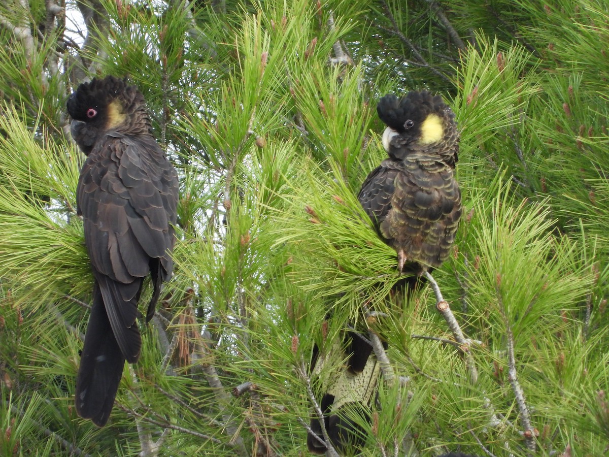 Yellow-tailed Black-Cockatoo - ML620163193