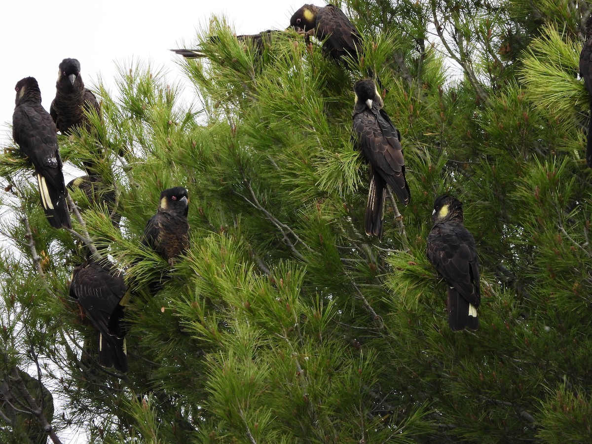 Yellow-tailed Black-Cockatoo - ML620163194