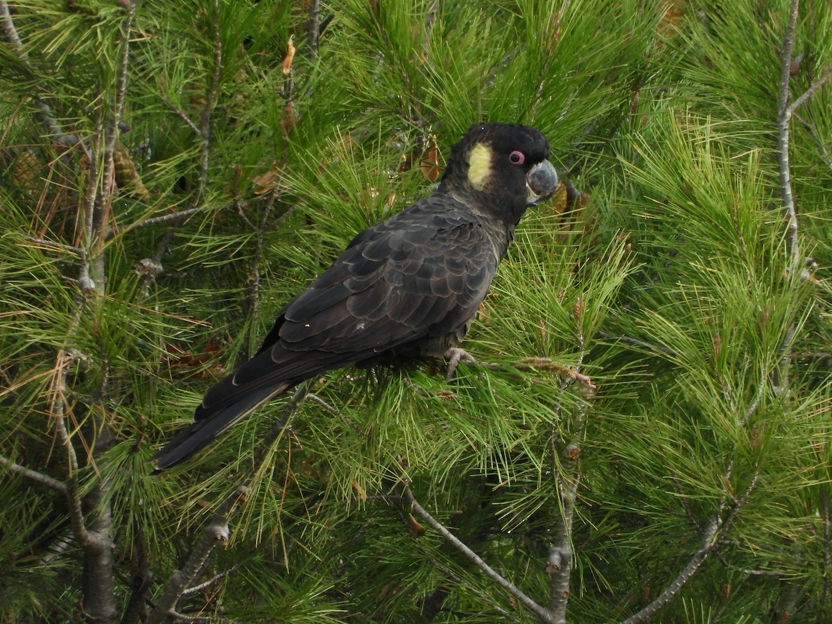 Yellow-tailed Black-Cockatoo - ML620163195