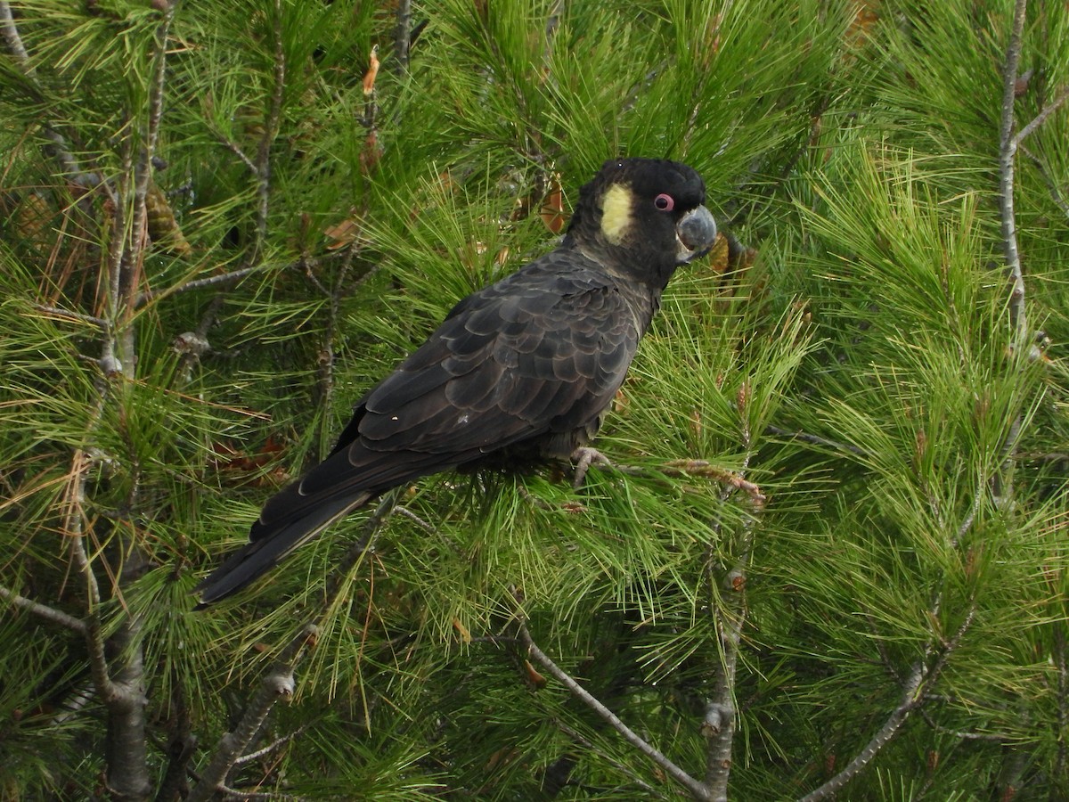 Cacatúa Fúnebre Coliamarilla - ML620163195