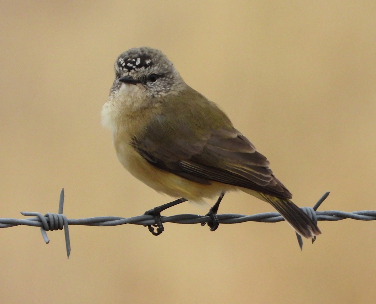 Yellow-rumped Thornbill - ML620163197