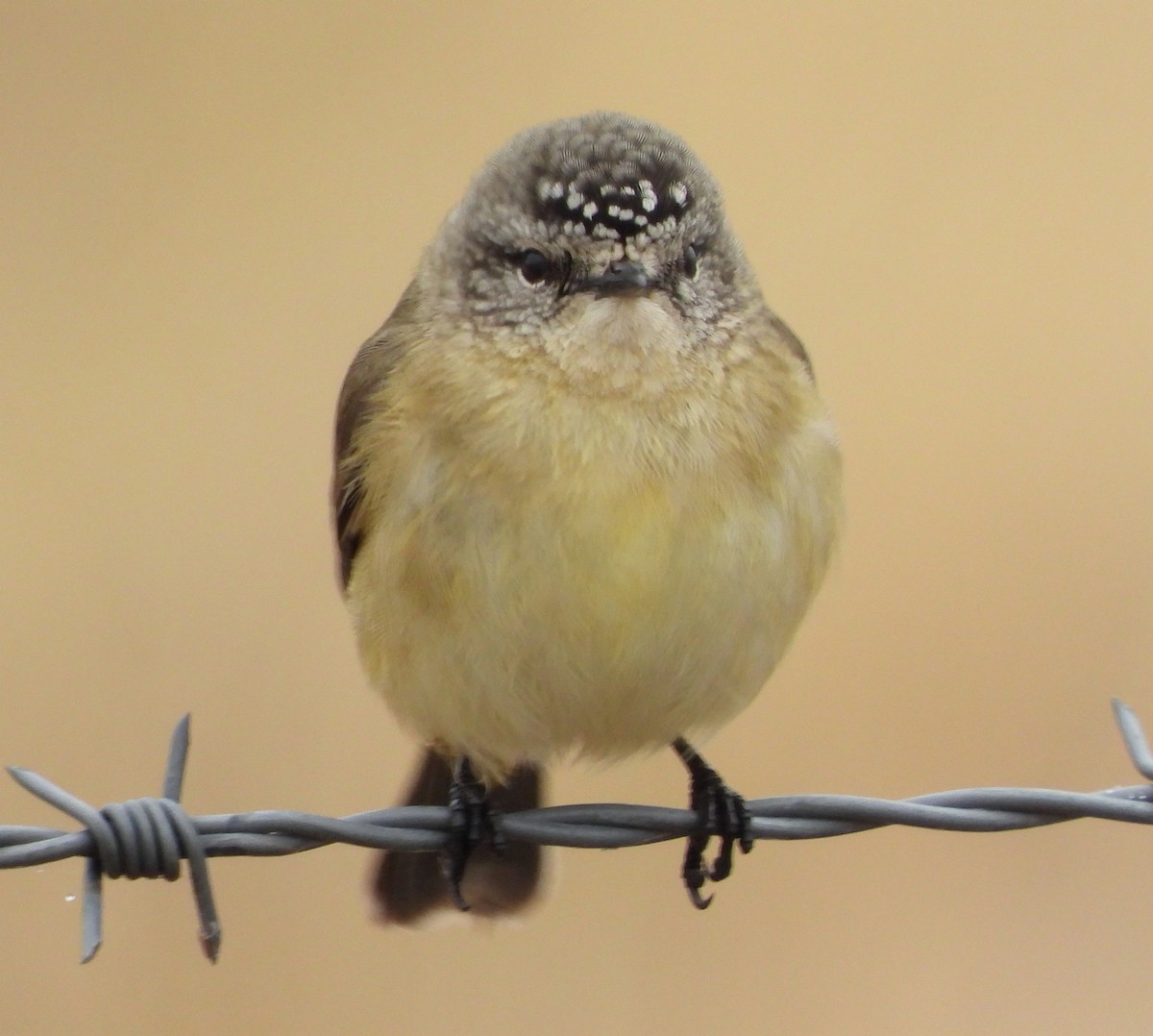 Yellow-rumped Thornbill - Rodney van den Brink