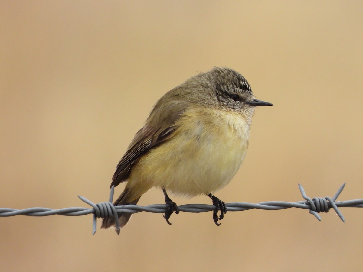 Yellow-rumped Thornbill - ML620163199