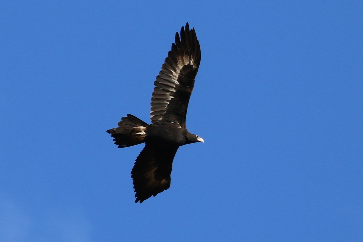 Águila Audaz - ML620163209