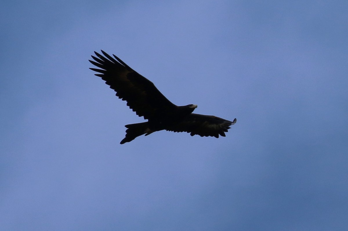 Wedge-tailed Eagle - ML620163210