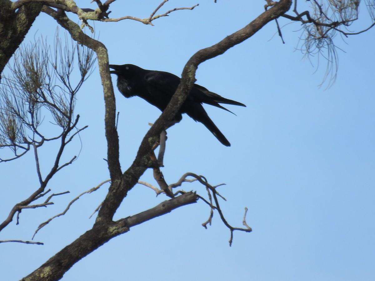 Australian Raven - ML620163219