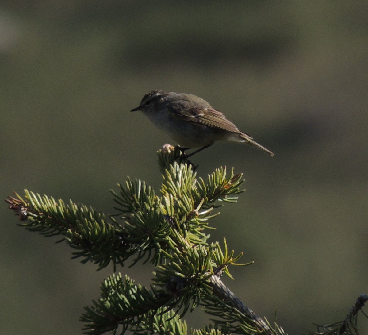 Hume's Warbler - ML620163222