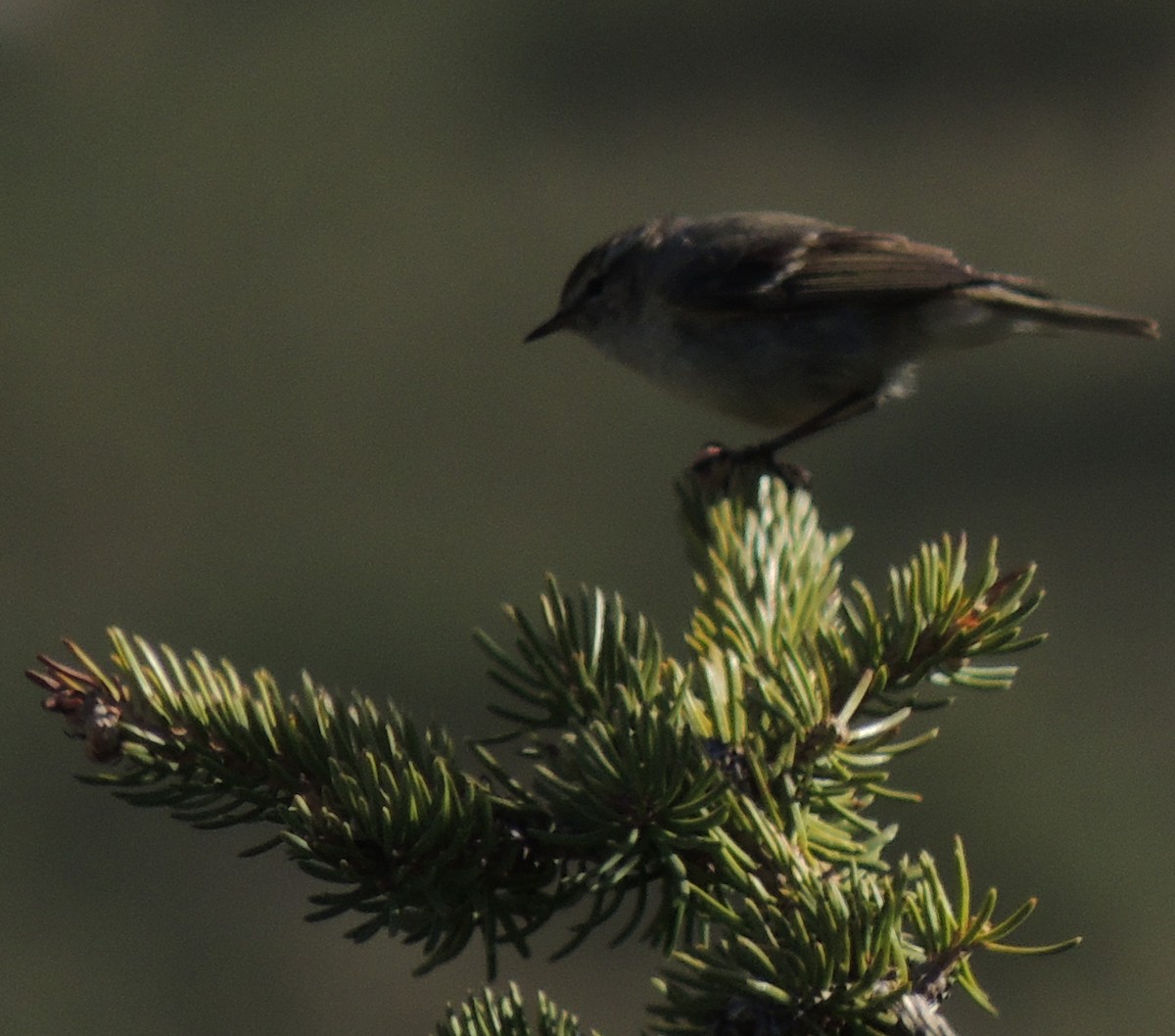 Hume's Warbler - ML620163223